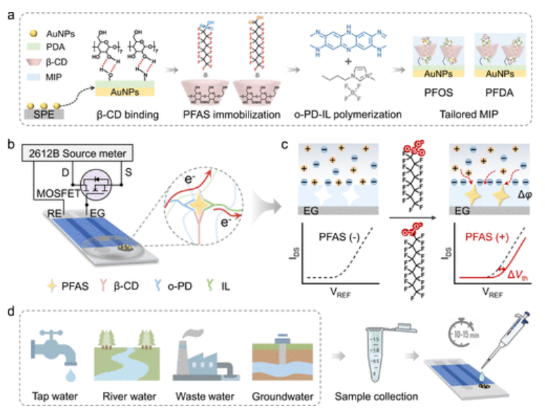 離子液體協同 β-CD 分子印跡 EGFET 傳感器 PFAS 快速檢測新技術